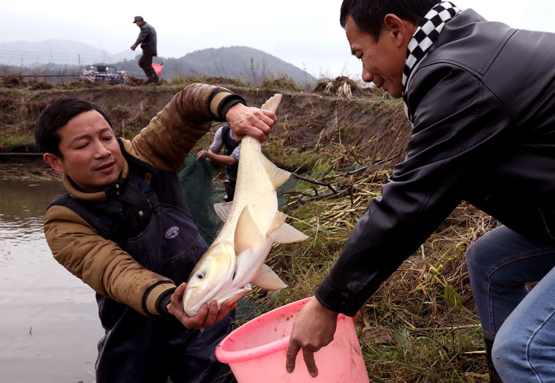 俗话说：“过了腊八就是年”。腊八节来临，该县城乡各地居民纷纷准备年货，喜迎农历新年的到来。（何贱来  摄） 