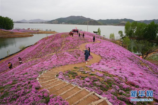 （环境）（2）河北迁西：花海醉游人