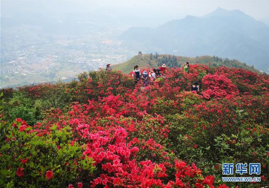 （春季美丽生态）（5）贵州丹寨：岭上开遍映山红