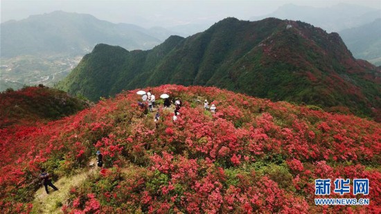 （春季美丽生态）（1）贵州丹寨：岭上开遍映山红