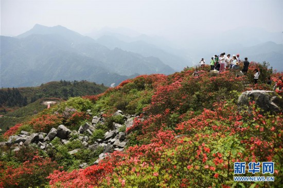 （春季美丽生态）（3）贵州丹寨：岭上开遍映山红