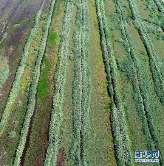 （美丽中国）（10）七里海湿地上的画卷