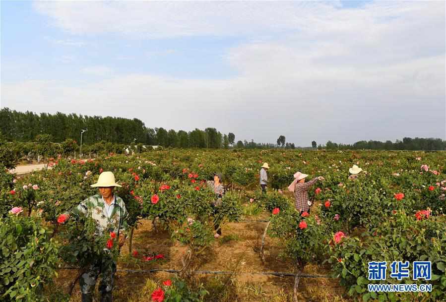 （脱贫攻坚）（2）河南南阳：打造产业基地 助力脱贫增收