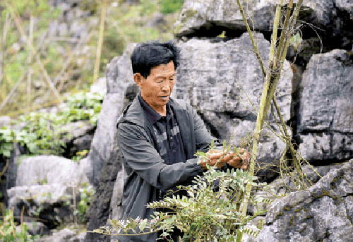 程敦儒正在石旮旯里精心呵护他种植的苦参.