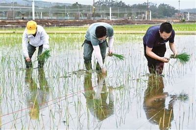 研究人员在广州增城华南农业大学试验田插种嫦娥五号搭载的太空稻秧苗