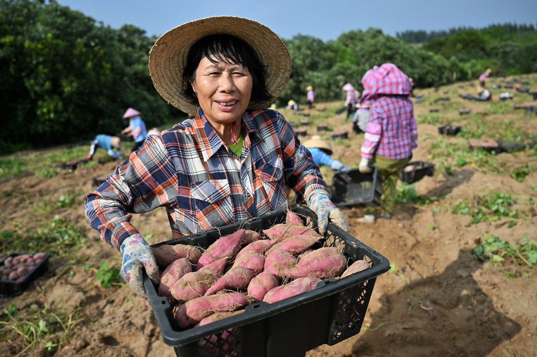 3月26日，工人在文昌市昌洒镇田间展示刚采收的地瓜。