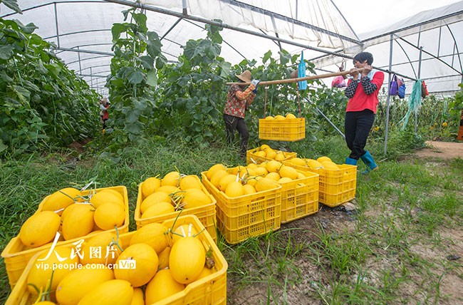 广西岑溪：黄金蜜露瓜铺就富民强村路