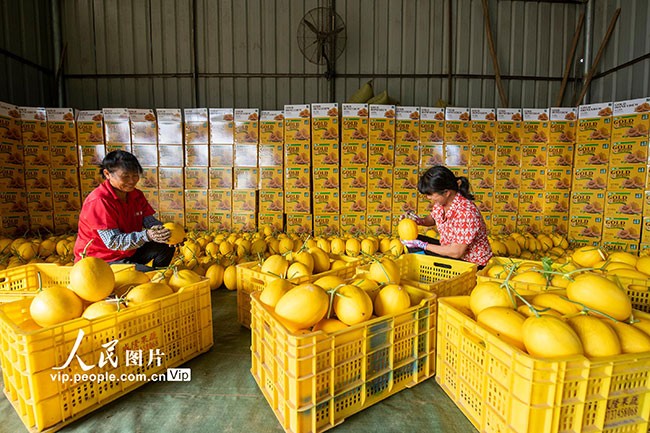 广西岑溪：黄金蜜露瓜铺就富民强村路