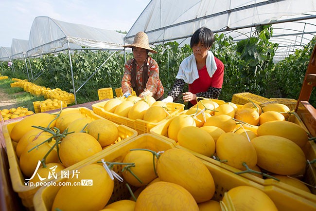 广西岑溪：黄金蜜露瓜铺就富民强村路