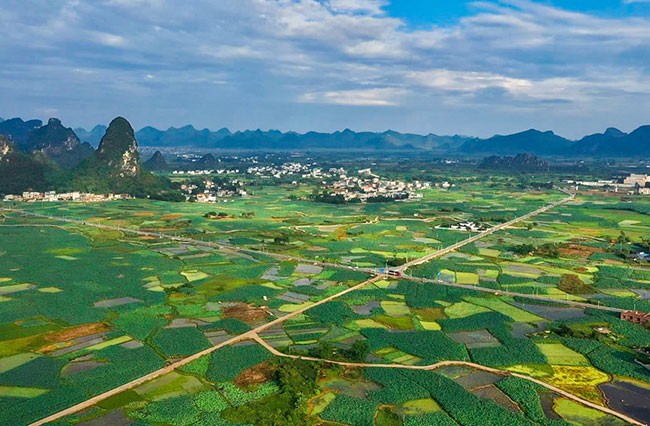 航拍的柳江区近4万亩莲藕种植基地。