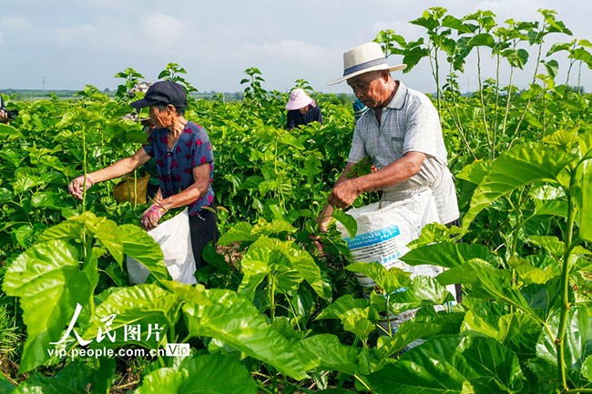 2023年8月5日，蚕农们正山西省夏县尉郭乡西阴村桑蚕产业示范园采收桑叶。