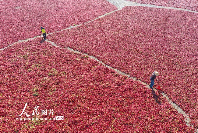 新疆昌吉：辣椒丰收晾晒忙