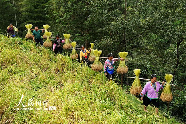 广西融水：稻香鱼肥