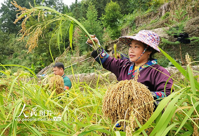 广西融水：稻香鱼肥