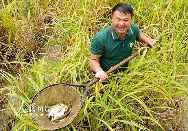 广西融水：稻香鱼肥